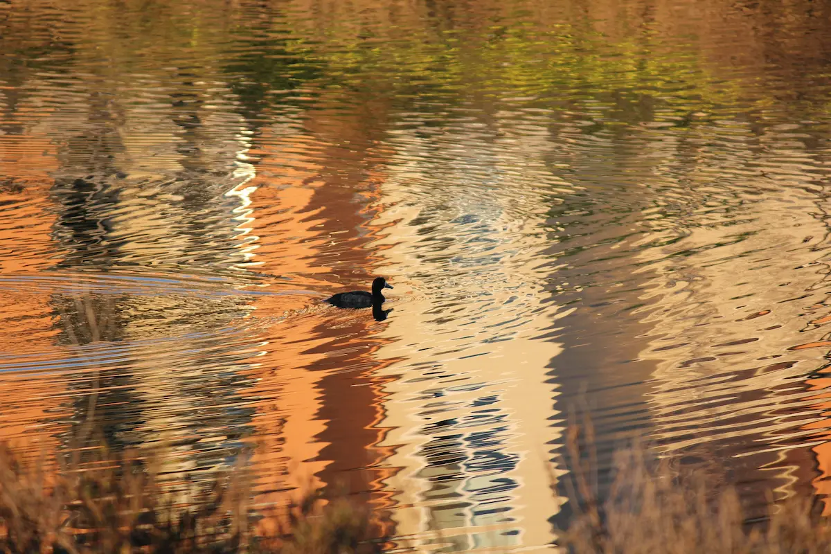 The pond at Mountain Springs Family Campground, surrounded by Blue Ridge forest