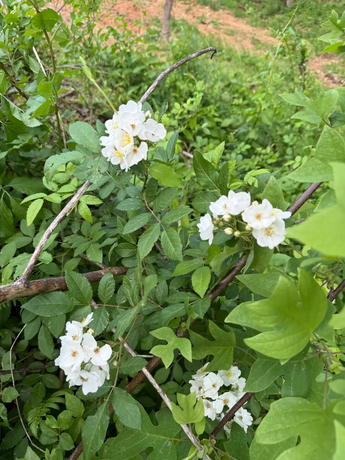 Wildflowers in the foothills near Mountain Springs