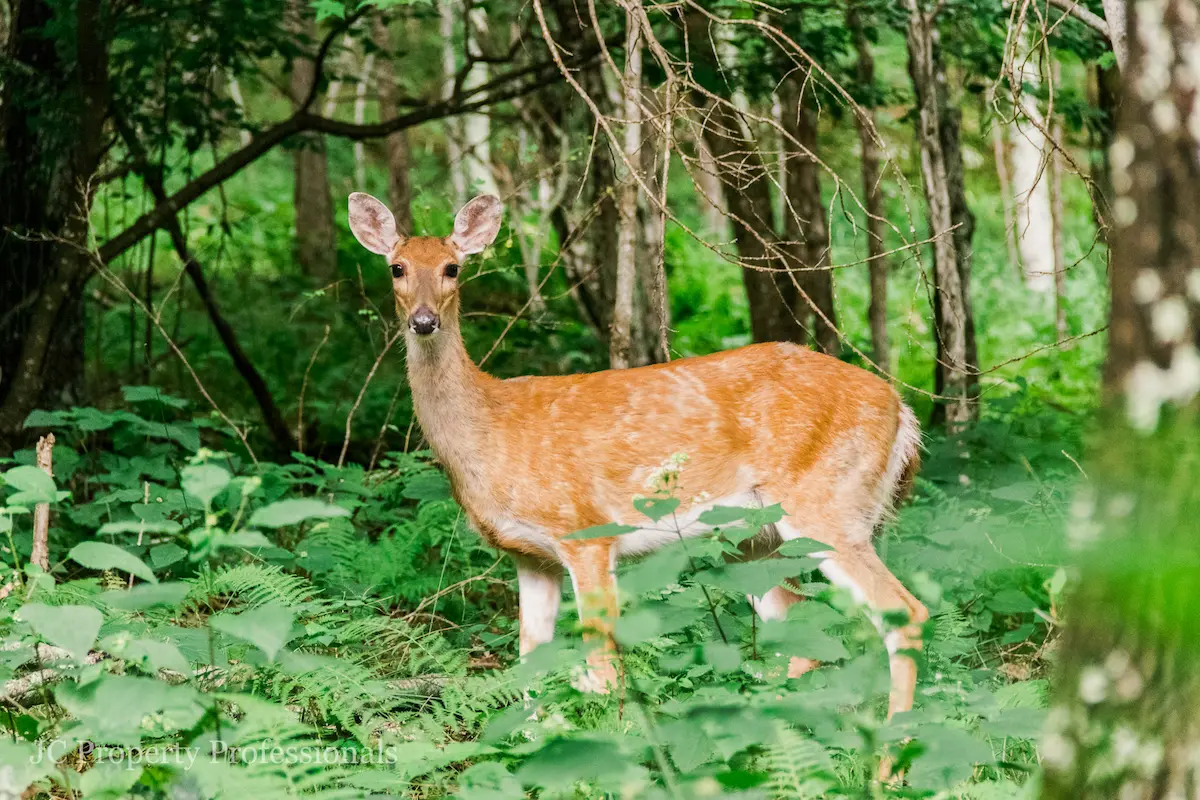 Wooded area at Mountain Springs